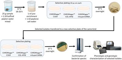 Detection of an IMI-2 carbapenemase-producing Enterobacter asburiae at a Swedish feed mill